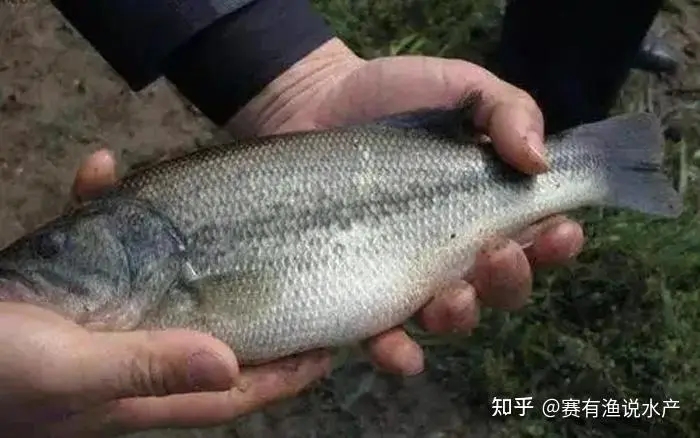 加州鱸越冬期間科學管理要點