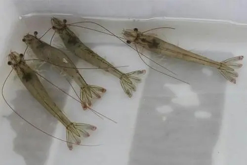 南美白對蝦腸炎、白便危害大，飼料添加俠肝義膽增強免疫力 ...