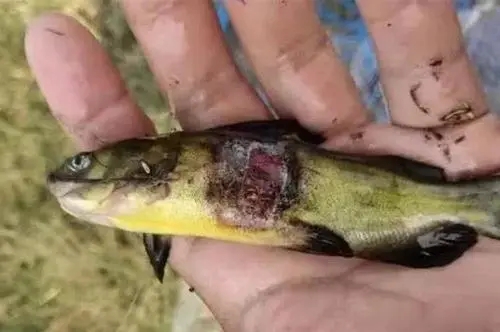 黃顙魚爛身嚴重，養殖戶損失慘重，預防爛身病有妙招