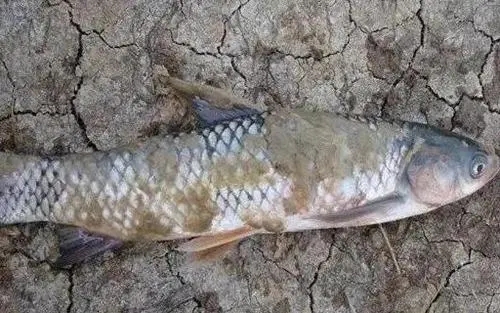 氣溫下降，水霉病高發，如何預防？