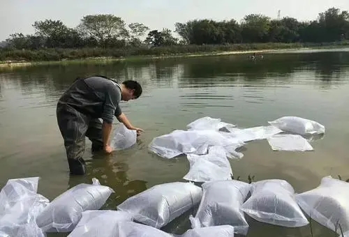 冬季放苗優(yōu)勢很多，但是還有一些注意事項(xiàng)