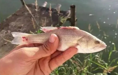 魚苗熟身問題該如何去預(yù)防呢？