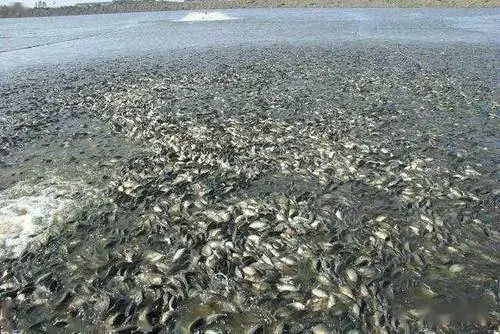 早春魚瘟發(fā)生的原因有很多，要在開春之前做好預(yù)防