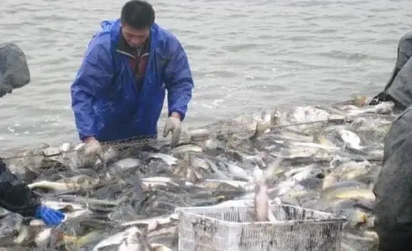 如何應(yīng)對魚類低溫應(yīng)激反應(yīng)？增強(qiáng)魚體體質(zhì)是關(guān)鍵