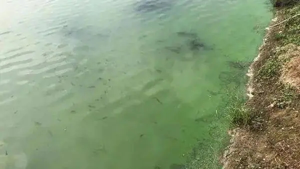 淡水魚越冬綜合癥的預防措施