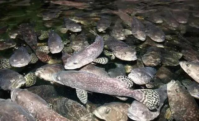 有關水產養殖在越冬期間常見的病害以及預防措施