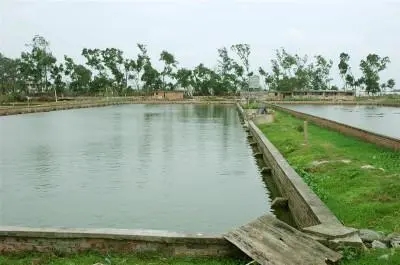 開春池塘水難肥，水質差，致病菌復蘇，春季魚瘟，該怎么辦？ ...