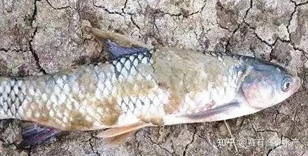 水霉病的高發期，如何預防和處理？