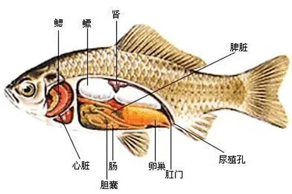 引起肝膽疾病高發的因素主要有哪些？