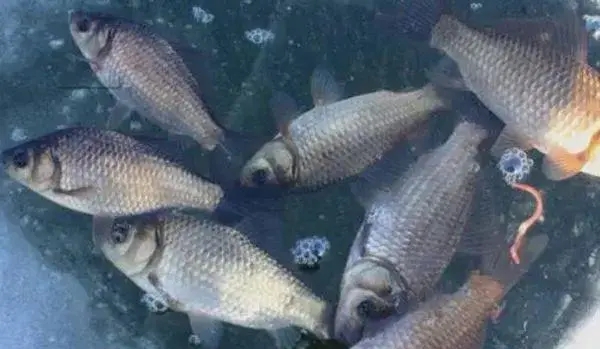 魚種越冬管理的五個方法