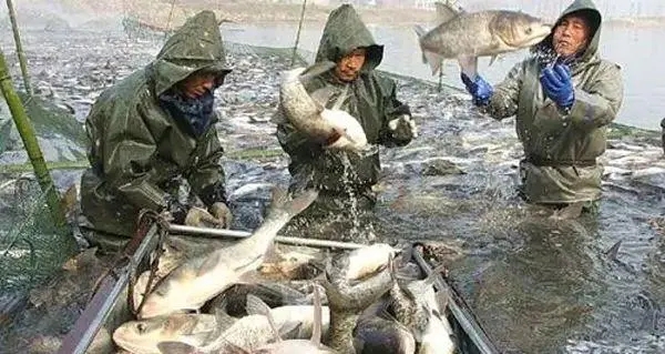 魚類越冬前要做好的四大預防工作