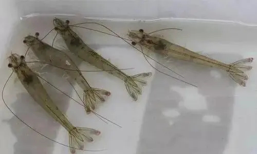 如何減少慢料對對蝦的影響？