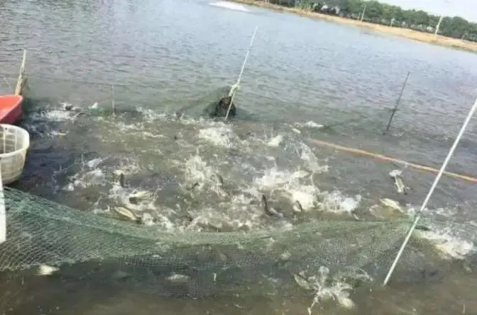 氣溫不斷下降，加州鱸魚塘容易出現哪些現象？