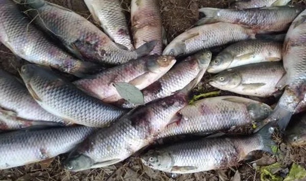 春季魚病的預防措施有哪些？